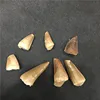 Wholesale Natural Black dinosaurs teeth fossil stone for sale