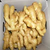 Wholesale organic fresh ginger price per ton from Shandong