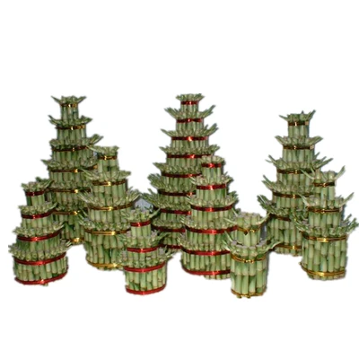 
Factory price S2 S3 L3 small size indoor live nature ornamental plants dracaena sanderiana layer tower lucky bamboo 