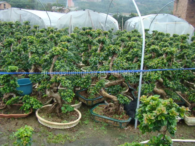 For Ornamental Landscape Usage S Shape Bonsai Plants Of Banyan Ficus