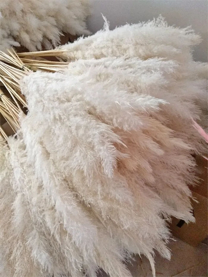 F1342 Hottest Wholesale Natural Dried Pampas Grass Pink White Feather