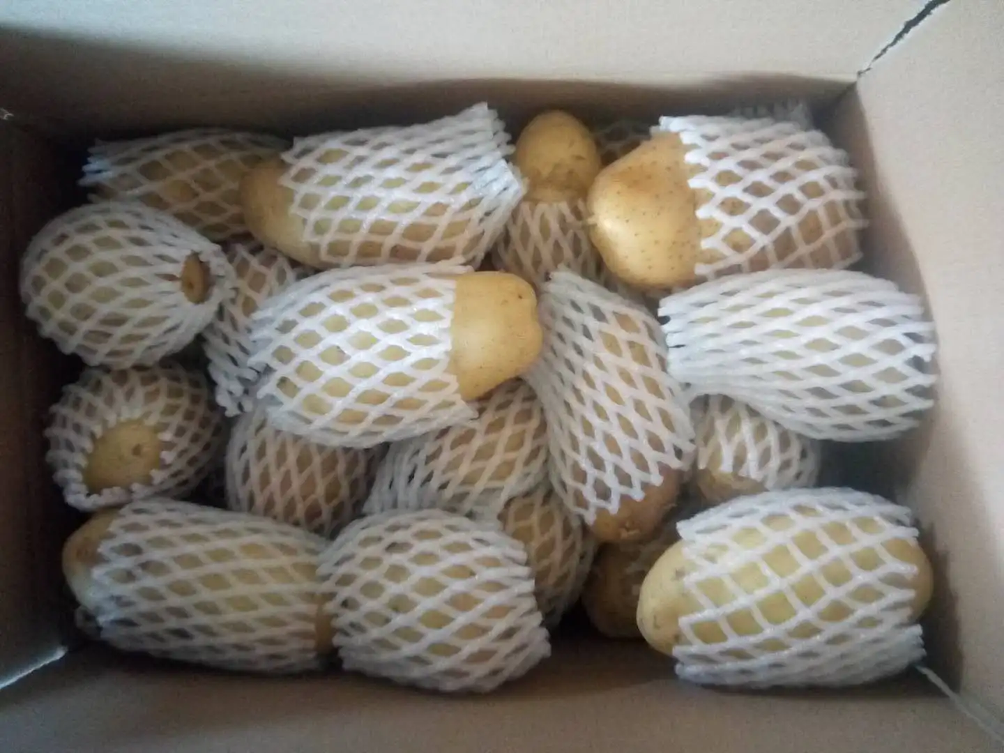 高品质的土豆在秋季 2019,150-250g 网袋/纸箱热卖