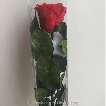 Gambar 1 Tangkai Bunga Mawar Merah Gambar Bunga Keren