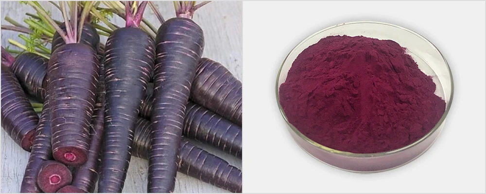 天然色素紫色 carrot 粉,浓缩黑 carrot 汁粉 - buy 黑胡萝卜粉,黑胡