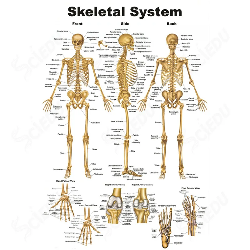 Костная система человека. Костная система человека плакат. Медицинские плакаты анатомия скелет. Плакат скелета на латинском. Скелет человека медицинский плакат на русском.