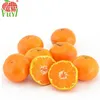 2016 LATEST FRUIT ABOUT CITRUS BABY MANDARIN