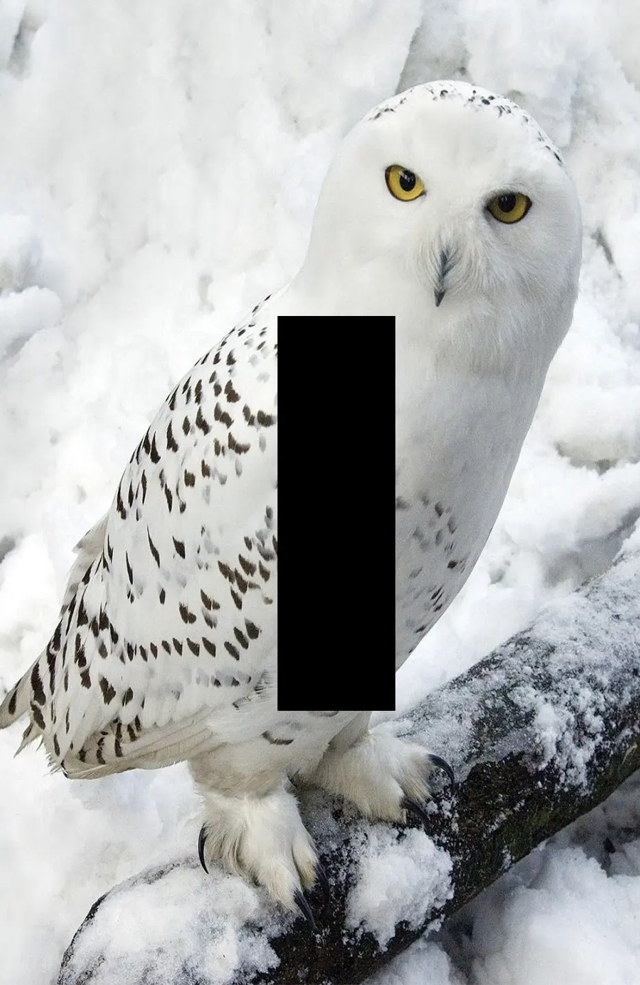White Owl Decor Find Deals On Line At Alibaba Get Quotations Light Switch Plate Snow Owl Winter Art Cute Animal White Baby Living Room