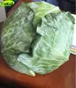 Chinese New Harvested Fresh Cabbage With HACCP
