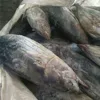 Best quality seafood Fresh Frozen Skipjack Tuna Fish Eastern little tuna 750G+ for sale
