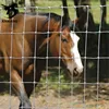 Hot sale Sale Galvanized Grassland Field Wire Mesh / livestock solution 6ft wire mesh fence