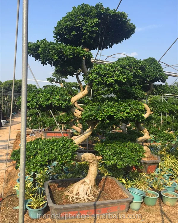 Dragon Tree Bonsai