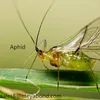 white/green/black/transparent/blue and so on Color and anti insect net Product Name fruit fly nets