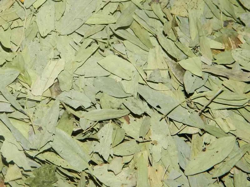 Senna Leaf Extract Sennoside 2.jpg