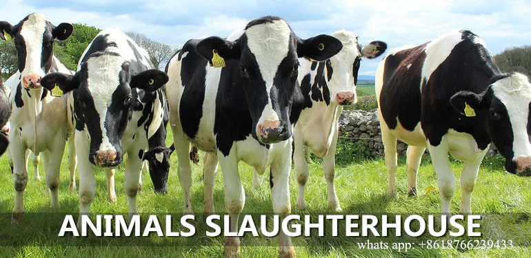 New livestock slaughtering machine halal slaughterhouse equipment for cattle slaughtering production line