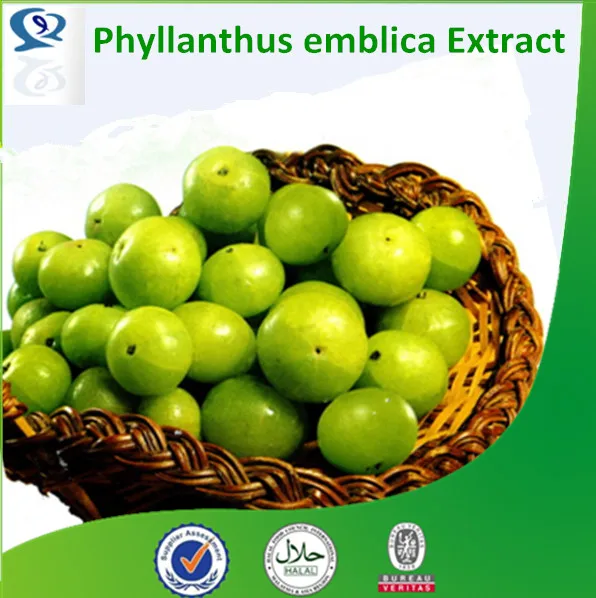 100 Natural Phyllanthus Emblica Extract Alma Berry P E Indian