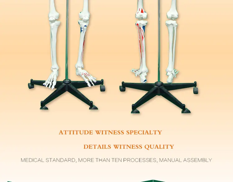 6 Life size skeleton.jpg