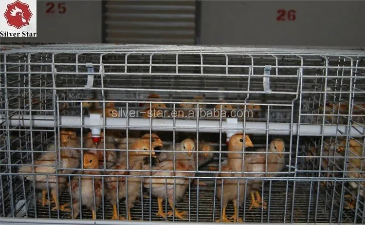 a type broiler chicken cage