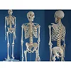 HOT SALE advanced Human skeleton modelhuman body skeleton models