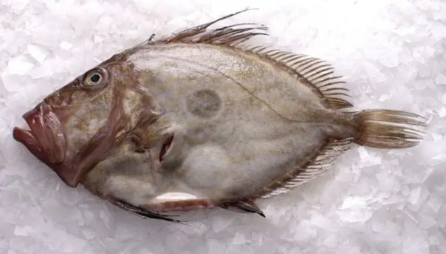frozen john dory fillet ((faber) fillet 60-100-,100-150g, 150