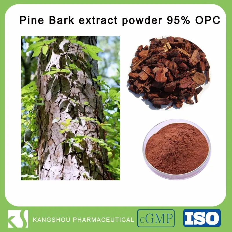 High Quality Pine Bark Extract 95 Opc Organic Pine Bark Extract Pine
