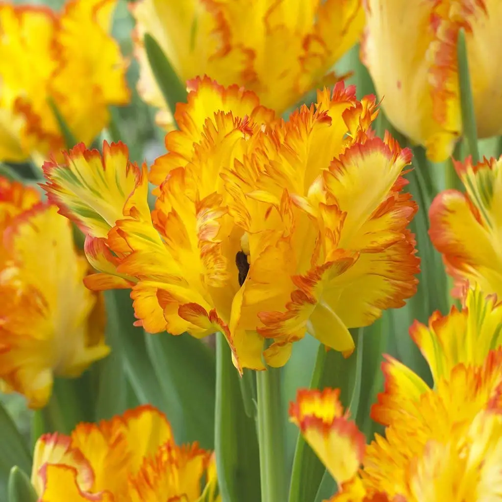 Cheap Blue Tulip Bulbs, find Blue Tulip Bulbs deals on line at