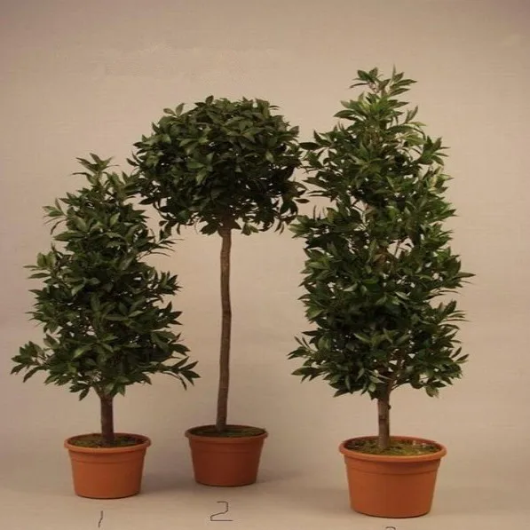 Different Types Of Plants And Trees Artificial Olive Trees Ornamental