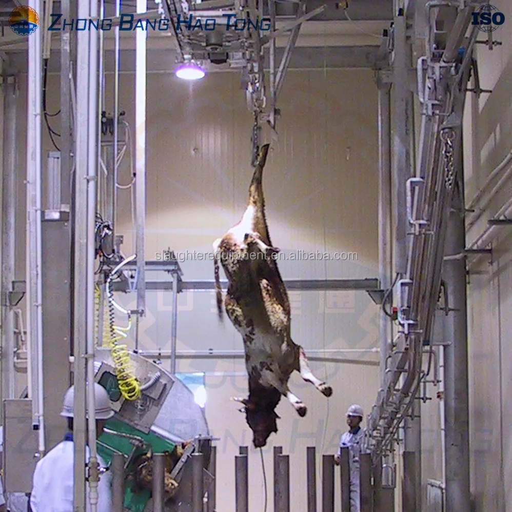 Cattle Complete Slaughter Line Killing And Bleeding Beef Slaughter