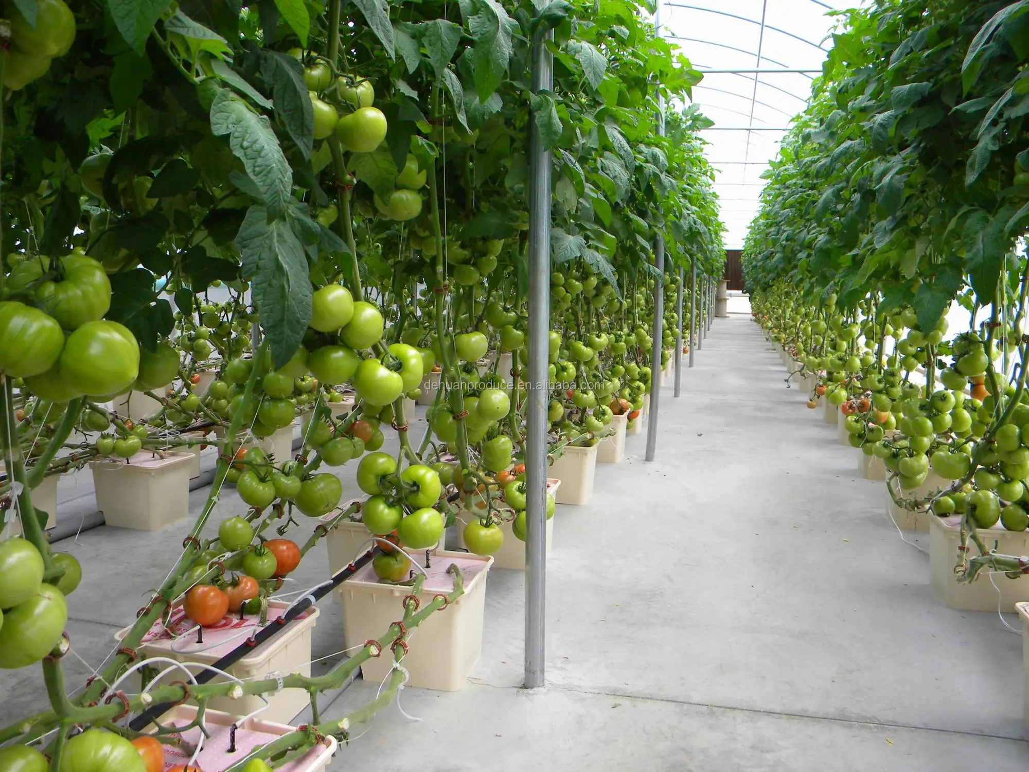 Nature Hydro Vertical Hydroponic Growing Systems Buy Hydroponic System Hydroponic Growing System Vertical Grow Systems Product On Alibaba Com