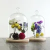Wholesale Home Handicraft Glass Plant Vase Terrarium With Wood Base