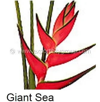 Tropical Heliconia Oiseau De Paradis Heliconia Géant Mer Buy Fleurs Hawaïennesfleurs Tropicaleshéliconie Product On Alibabacom