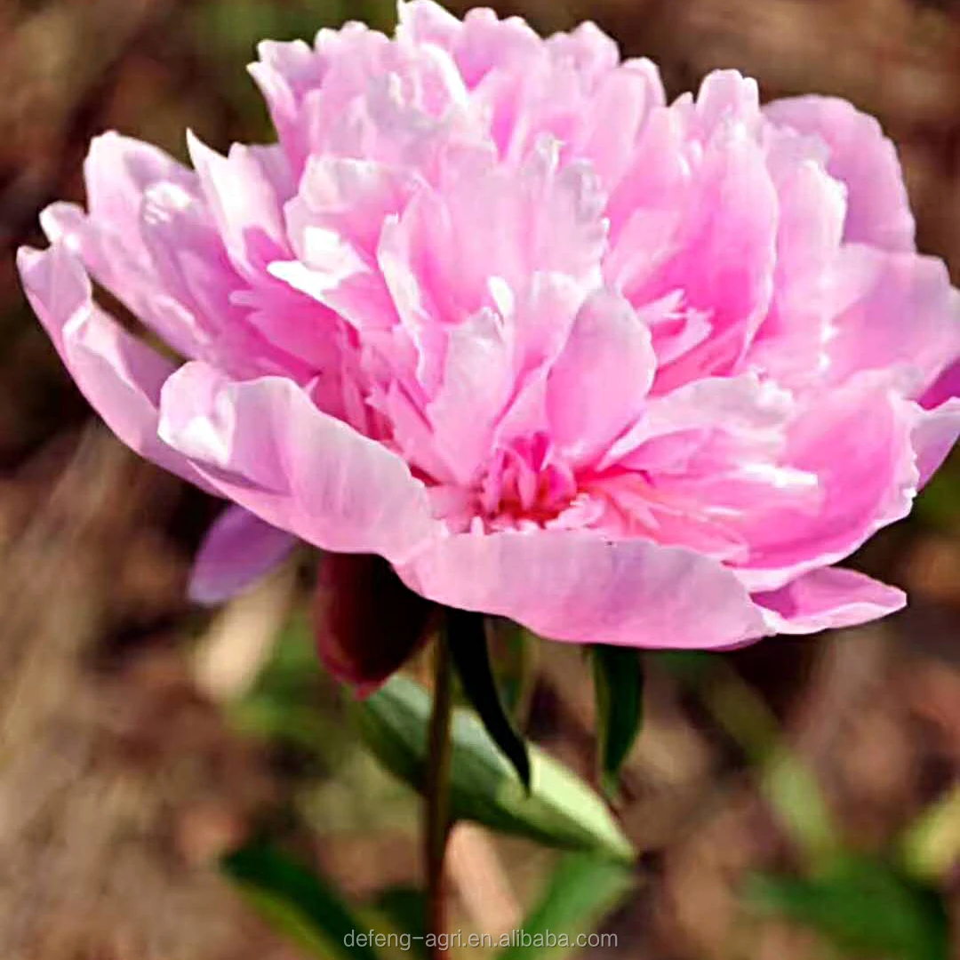 High Quality Fresh Peony For Home Decoration Peony Fresh Cut Flower