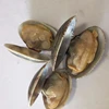 big size frozen cooked short necked clam with shell no sand plump body