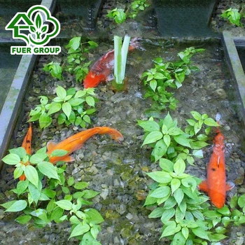 bathtub aquaponics installed - planting day at 107 rooftop