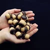 Handmade wooden pine cone U disk 16G 32G nutshell Wooden usb flash drive Creative gifts