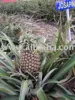 Malaysia Pineapple