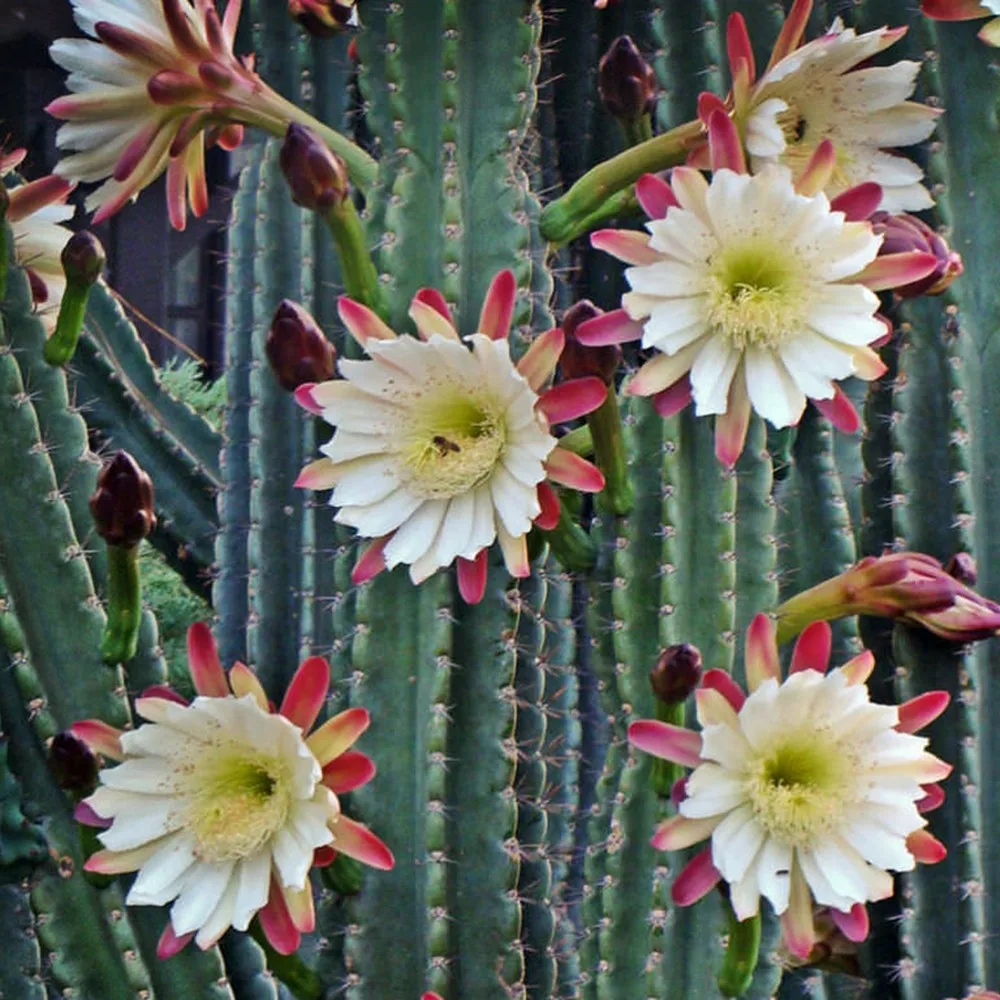 Low Humidity Upright Shape Live Bonsai Cactus Plant Giant