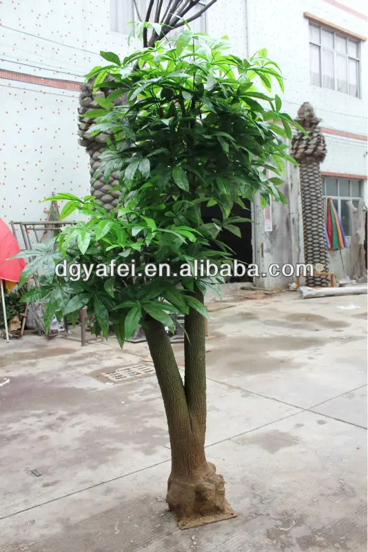 large money tree plant for sale