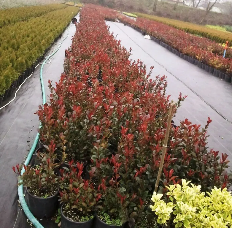 Photinia red robin