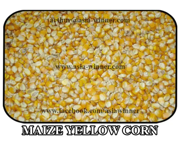 MAIZE YELLOW CORN.jpg