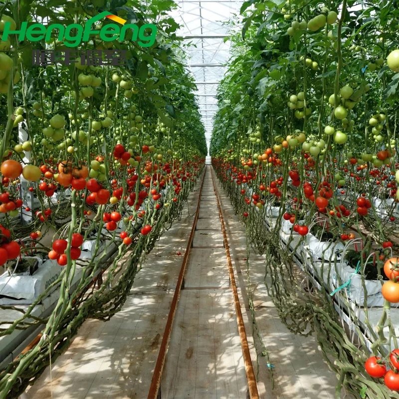 Tomato Hydroponic Greenhouse - Buy Tomato Hydroponic Greenhouse ...