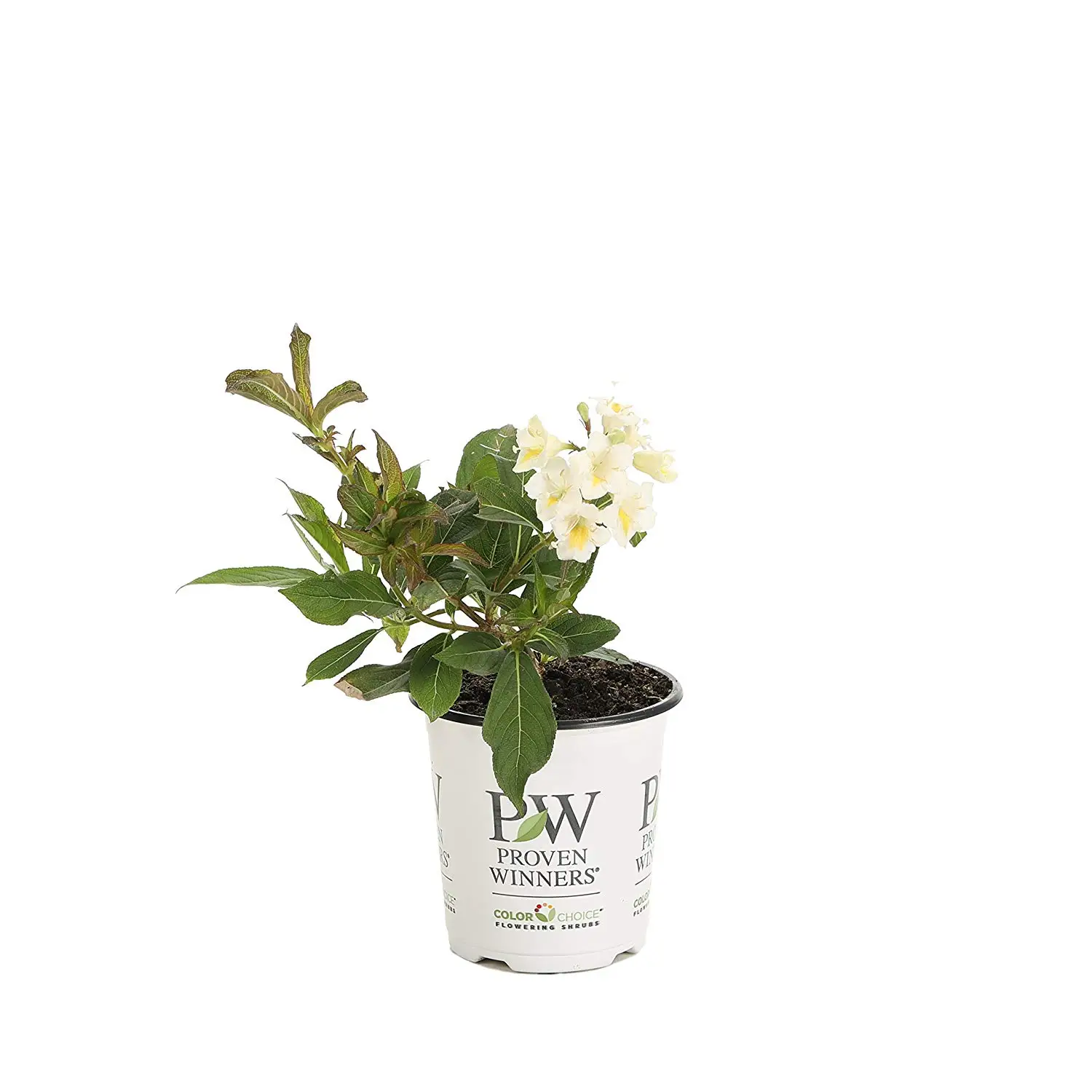 hanabi Hydrangea Liner Size Plant Shipped in Plastic Bag or 3 Pot. Liner Unusual White Blooms,Cascading Effect -Fuji Waterfall Hydrangea,