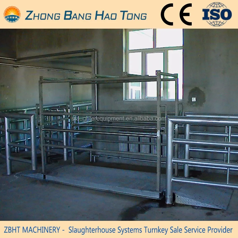 Live Cattle Weighing Scale For Cattle Slaughtering Line Made By