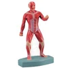 BIX-A1099 human muscles body anatomy structure 3d model
