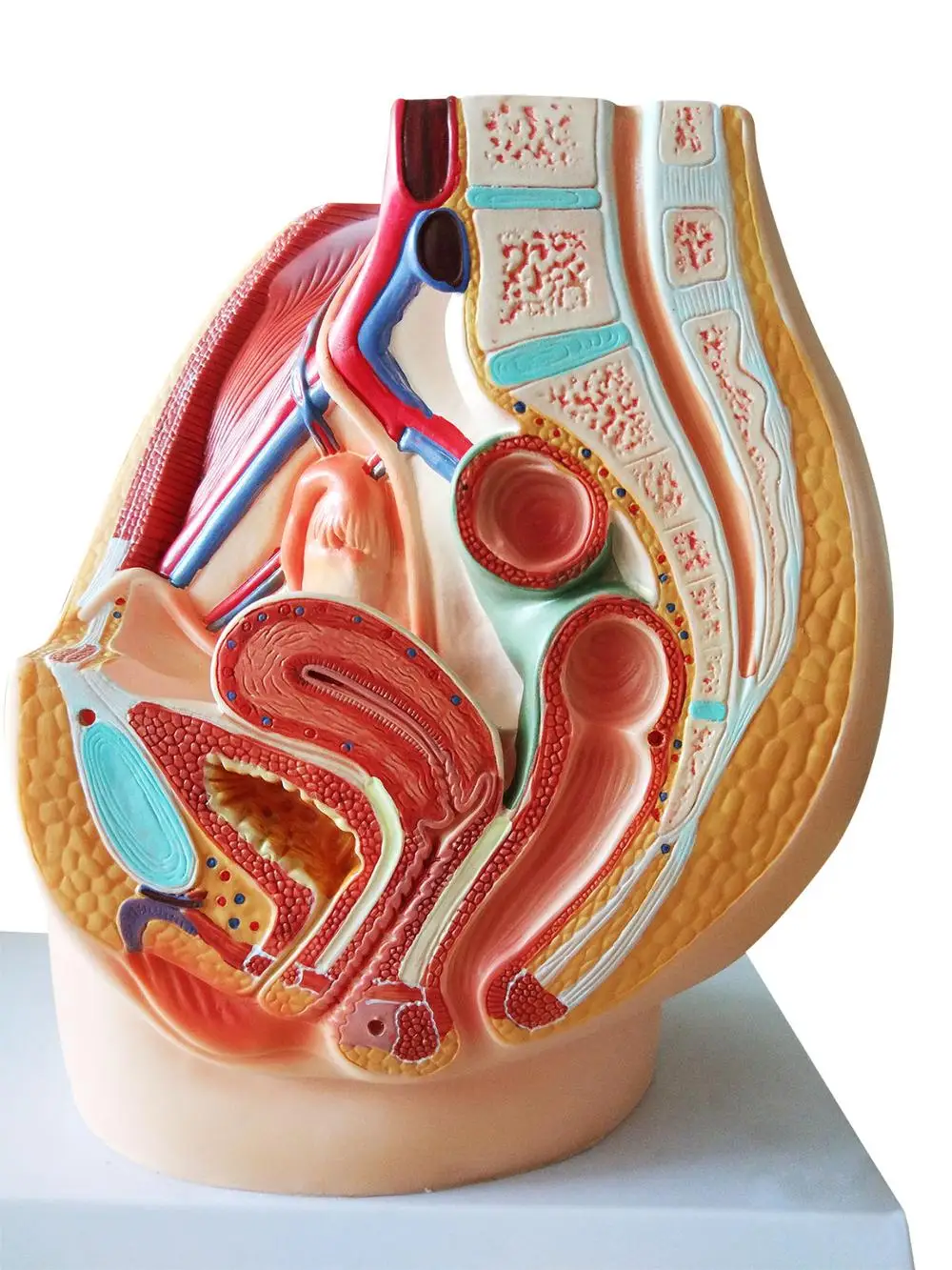Анатомическая модель вагины