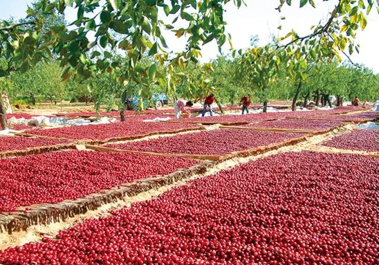 chinese dried red dates with no additive