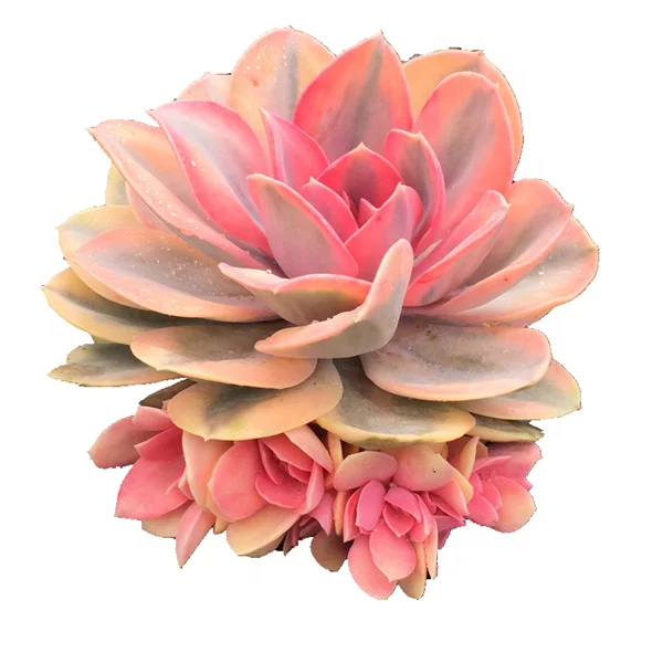 
Wholesale Succulent Plants Echeveria Rainbow with LOW PRICE 