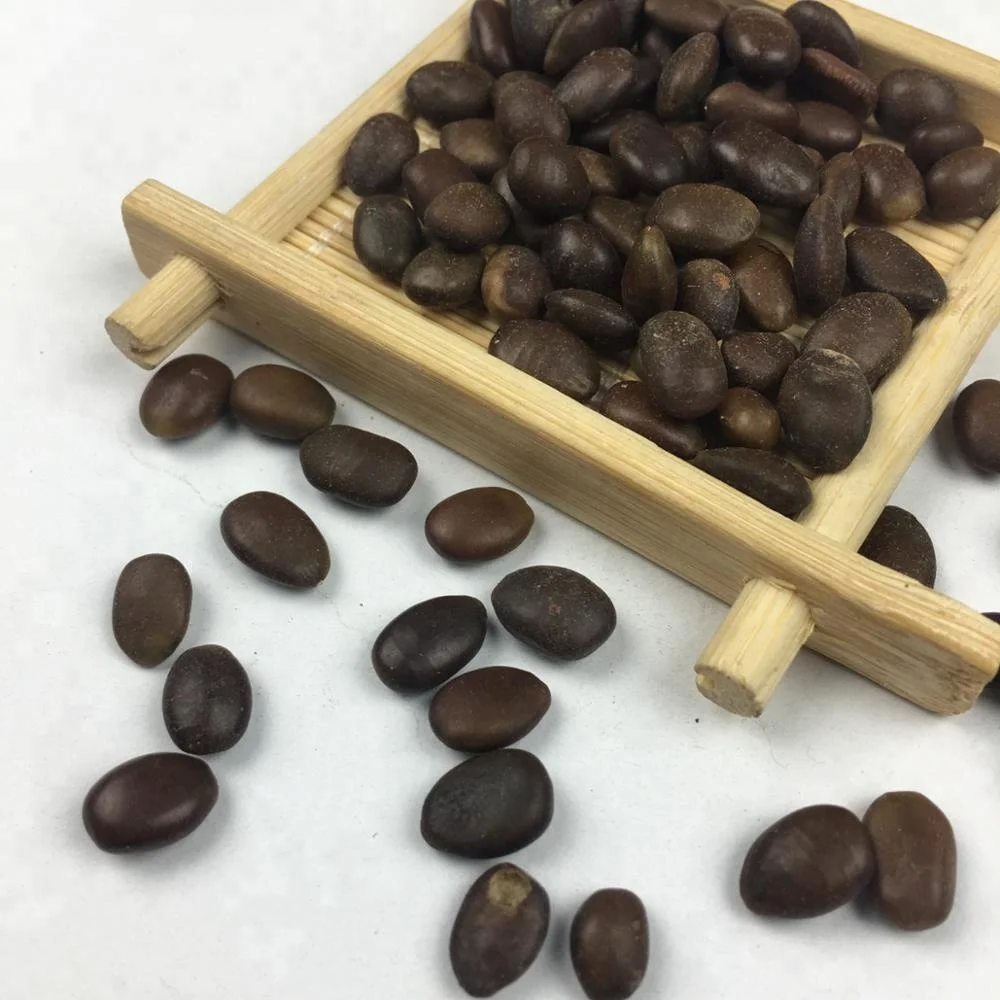 批发金合欢树优质中等 locust 植物种子农业