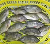 Buy Chilled tilapia fillets, frozen fish from China exporter