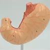 Safe quality bmi measure visceral fat