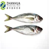 Large quantity Frozen Pacific Mackerel for can